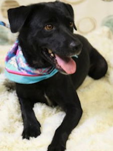 Black dog sitting on floor